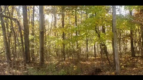 Teens of the Trees