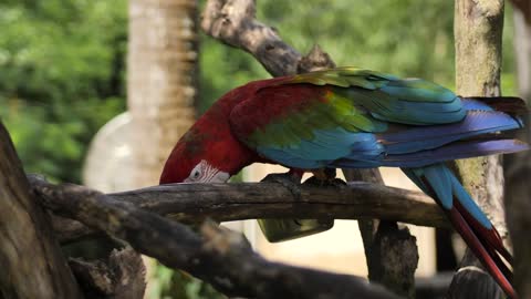 Macaw parrot feeding on a branch