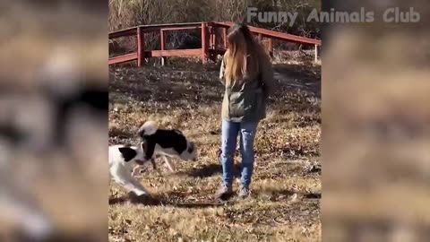 Funny Cats and Dogs Videos 🤣 - Funniest Animal Videos 2023!