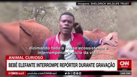 Bebê elefante interrompe repórter durante gravação | LIVE CNN