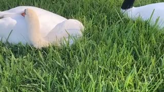 Swans mating in Florida