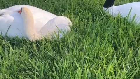 Swans mating in Florida