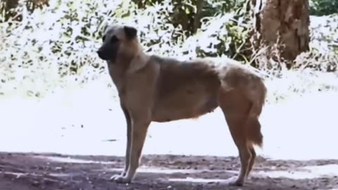 Funny Dog prank animal videos