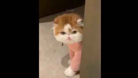 Funny cat videos, Funny Animal