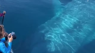 100 foot long BLUE WHALE passes underneath a boat full of people.