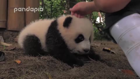 keeper encourages the panda cub to walk