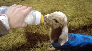 Barn Babies Midnight Bottle Feeding