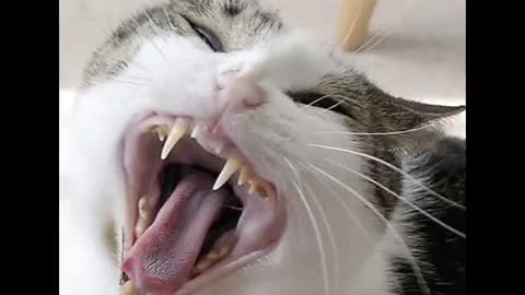 Cat sound | cat voice | cat funny videos