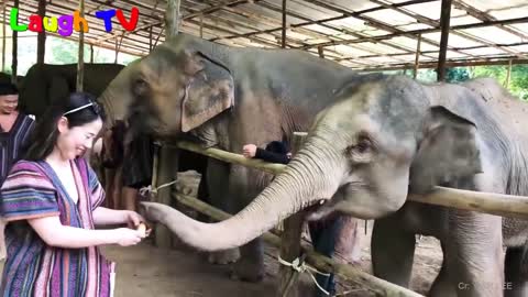 CUte Elephant - Funny Elephants Trolln 🐘🐘🐘🐘