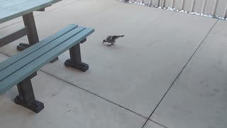 Magpie at greenhouse