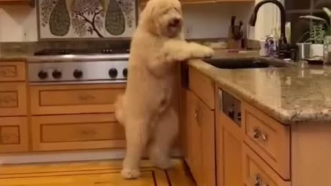 Funny animals videos - Funny cats / dogs