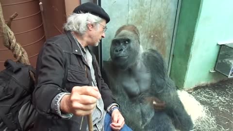 Gorilla Silverback Roututu meets his friend - Raymond Hummy Art - Sehnsucht - Desire (1)