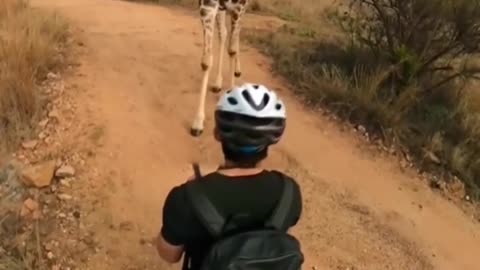 Friendly giraffe stopes biker for a sniff! 🦒🙂😊