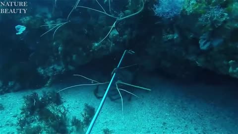Amazing Catch Giant Lobsters Underwater - - Catching fish