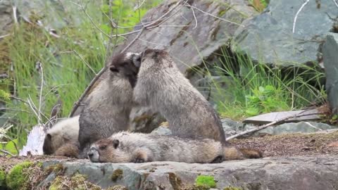 Marmots family animals furry cute