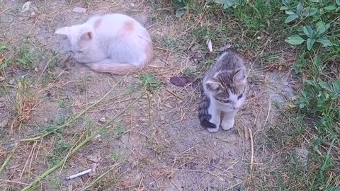 Cute Little Kittens and Mother cat. These kittens are very beautiful