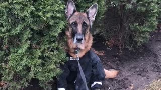 Doggie is embarrassed of her raincoat