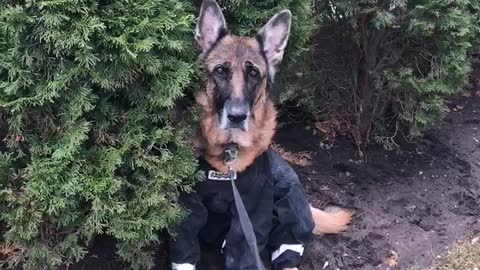 Doggie is embarrassed of her raincoat