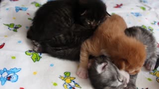 Adorable main coon kittens
