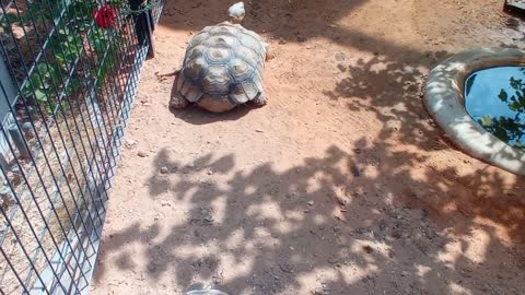 HUGE FAT TORTOISE TRYING TO ESCAPE AFTER TORTOISE STEALS HIS FOOD SPIKE GOES CRAZY-3