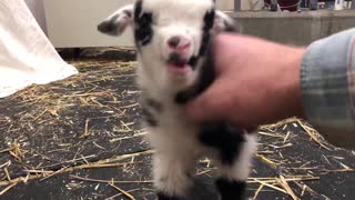 Baby goat making the cutest noise