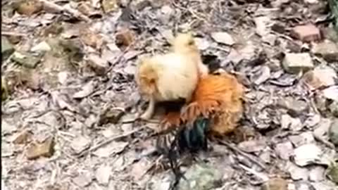 Chicken VS Dog Fight Funny Videos
