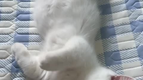 When my cat sleep