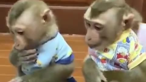 So funny monkeys loves to eat