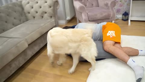 My Golden Retriever Reacts When He Finds Me Sleeping In His Bed [Hilarious Reaction]