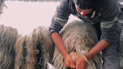 sheeps got milks Video,Funny Animals Life,Wow,Best Animals