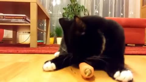 Funny black cat playing with toy