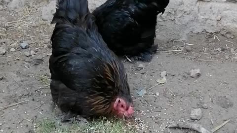 Cajun type chicken
