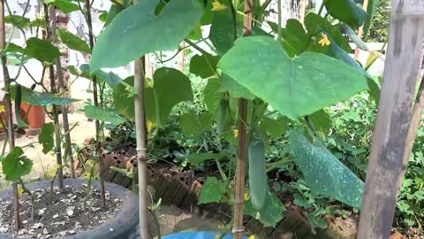 growing cucumber for beginner with many fruits