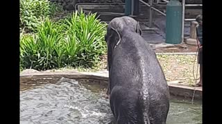 3 different species of elephants