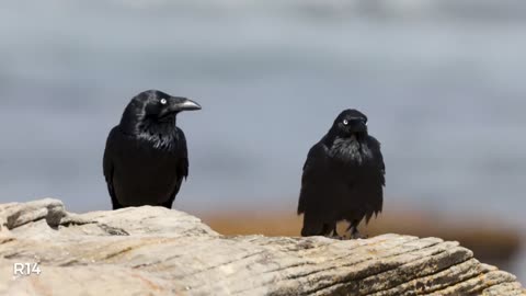 Why Crows Are as Smart as 7 Year Old Humans