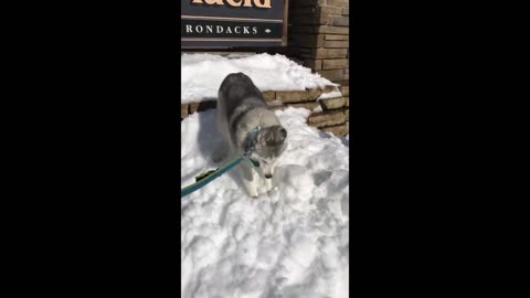 Husky goes crazy for summertime snow