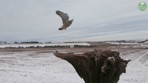 Kestrel vs Barn Owl | GoPro Films Kestrel's Fantastic Flight as Barn Owl Also Swoops In