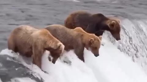 Bear having a salmon party