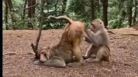 #Monkey injoy relationship with female monkey//so cute