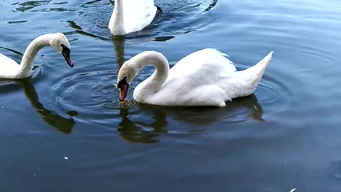 shorts nature swans recommendations top rivers vacation relaxation birds