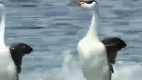 Swans are Dancing in the Water #shorts #viral #shortsvideo #video