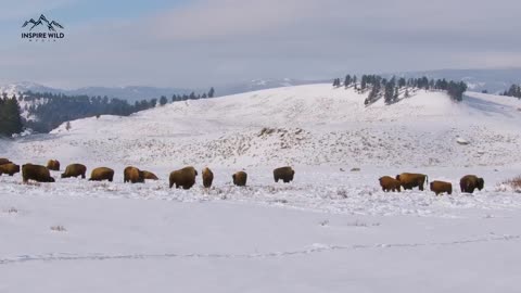 24 Yellowstone Wolves Hunting Bison