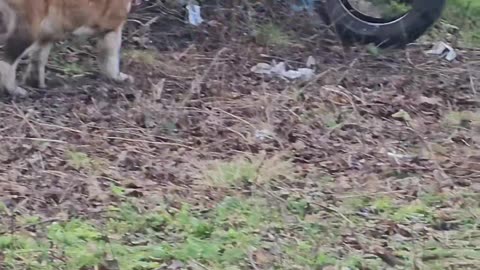 Tyre vs Mastiff Dog attack