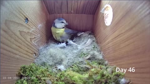 From empty nest to first egg in less than 8 minutes! - BlueTit nest box live camera highlights 2021