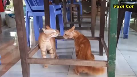 cat fighting and meowing - Thes two are bloody brothers|viral cat