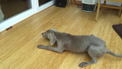 Weimaraner trying to play with cat