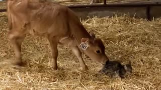 Kitten Wanders Into Calf Pen