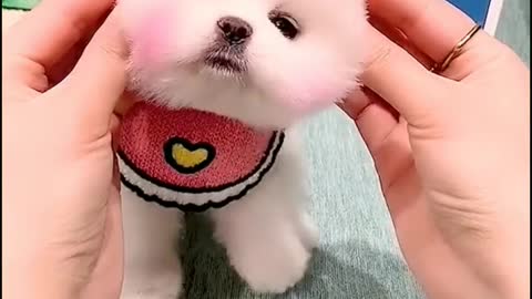 Cute white puppy