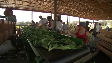 Amazing Agriculture Farm Tecnology - Life cycle of sweet corn Harvest and Processing