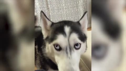 Husky Howls When Owner Doesn't Share Chocolate Cookie